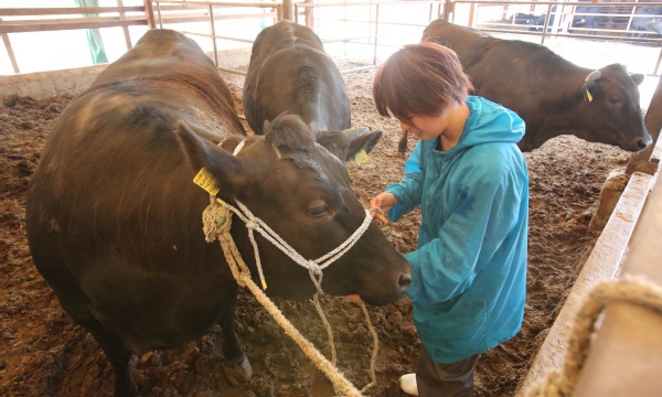 ブランド牛 伊勢水沢牛を飼育しています｜三重県 水沢ふるさと牧場